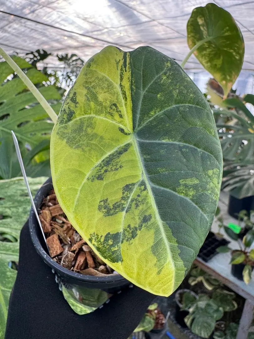 2026年最新】アロカシア マハラニの人気アイテム - メルカリ