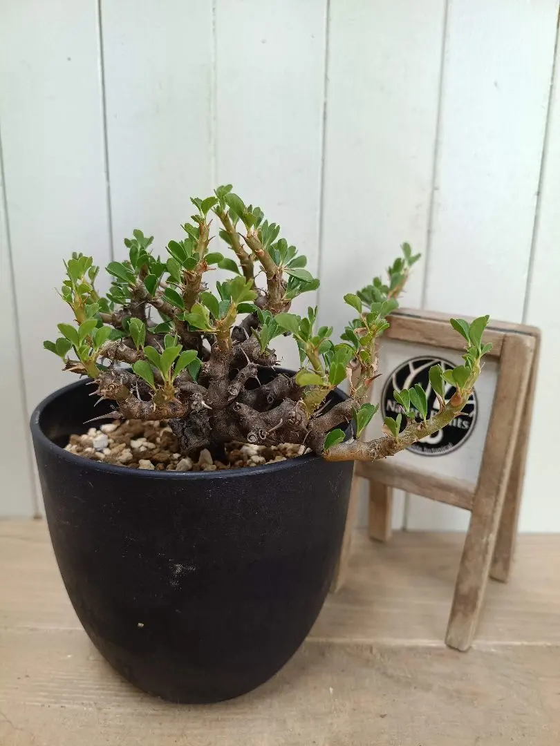 2026年最新】サルコカウロン バンデリエティアエの人気アイテム - メルカリ