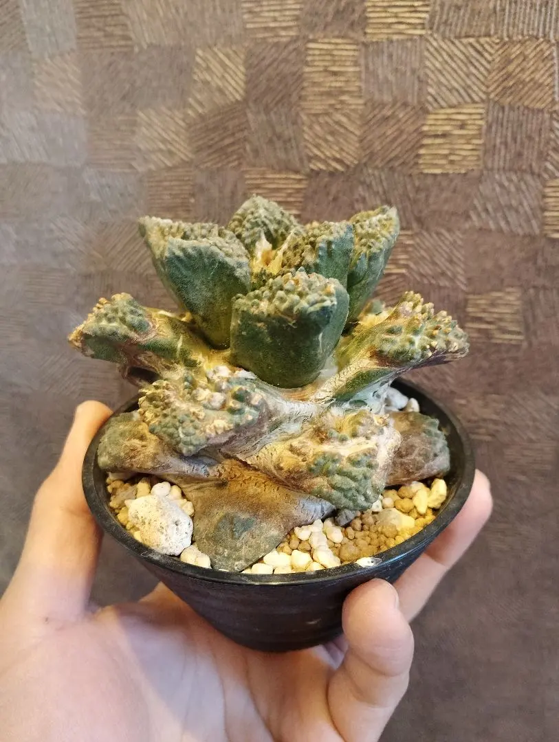 2026年最新】サボテン ゴジラの人気アイテム - メルカリ