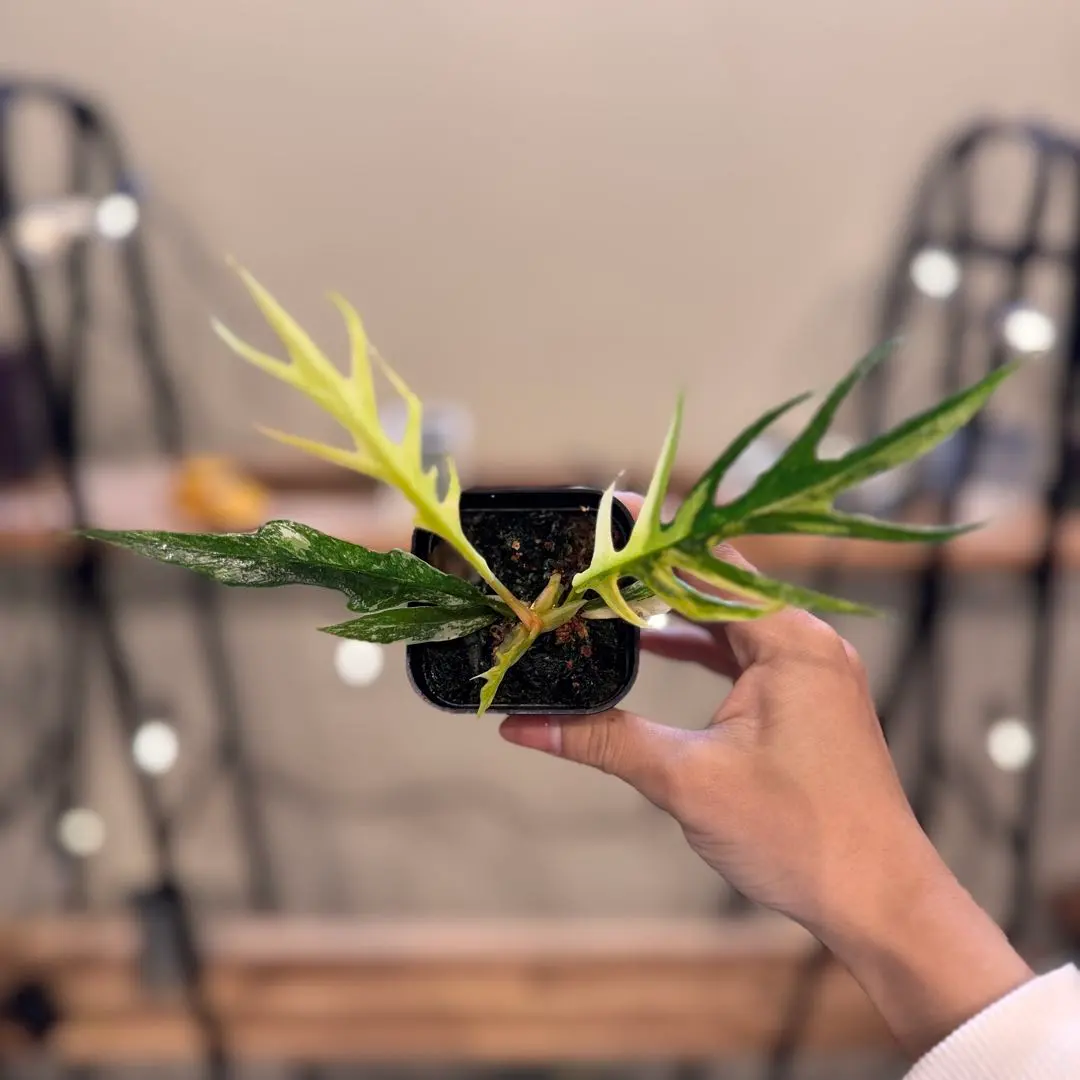 2026年最新】フィロデンドロン トータムの人気アイテム - メルカリ