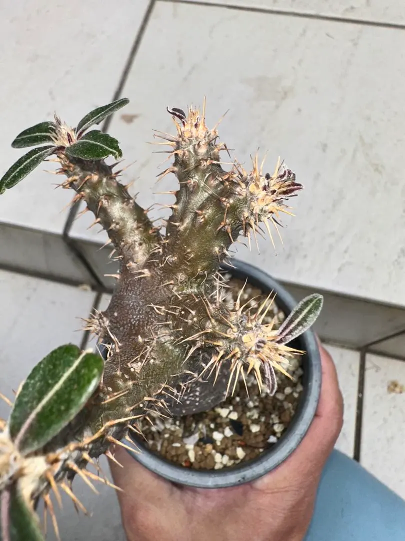 2026年最新】綴化 グラキリスの人気アイテム - メルカリ