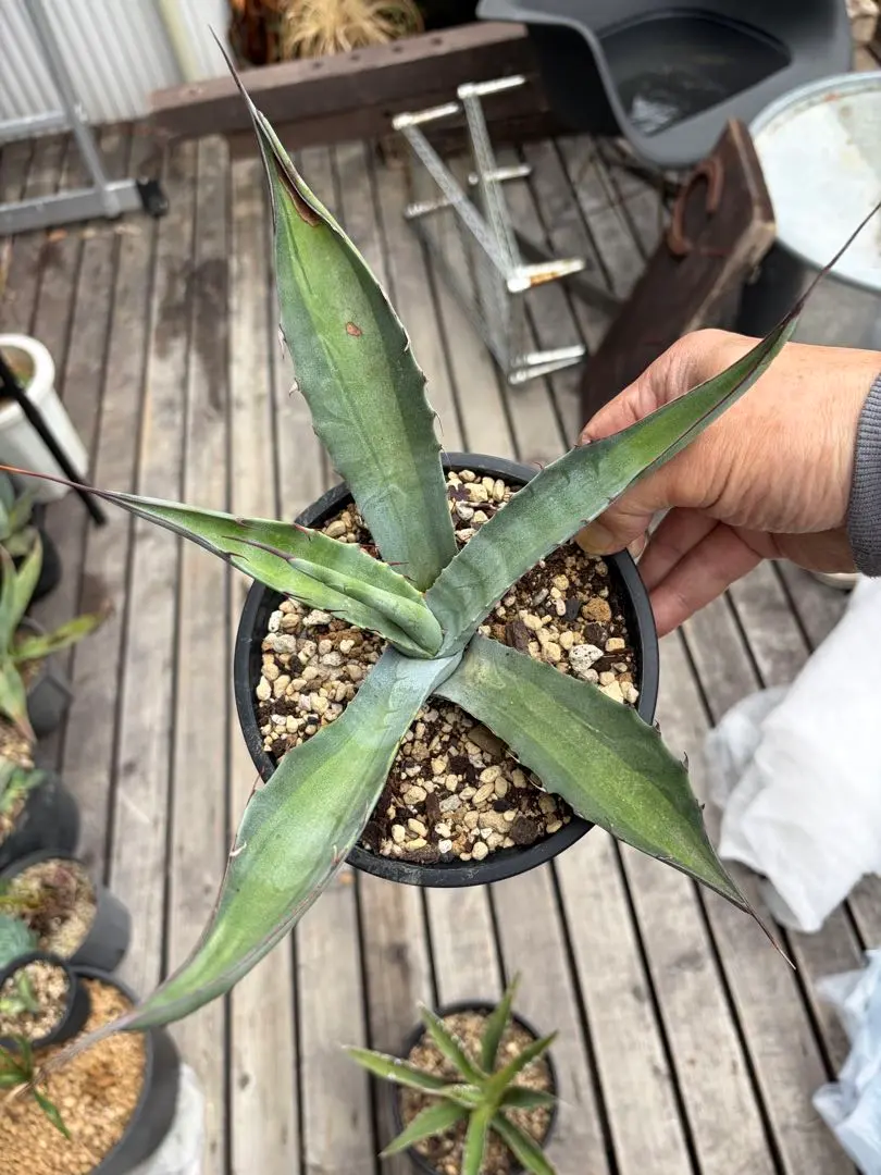 2026年最新】スカブラ錦の人気アイテム - メルカリ