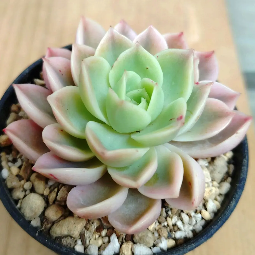 2026年最新】メローイエロー 多肉の人気アイテム - メルカリ