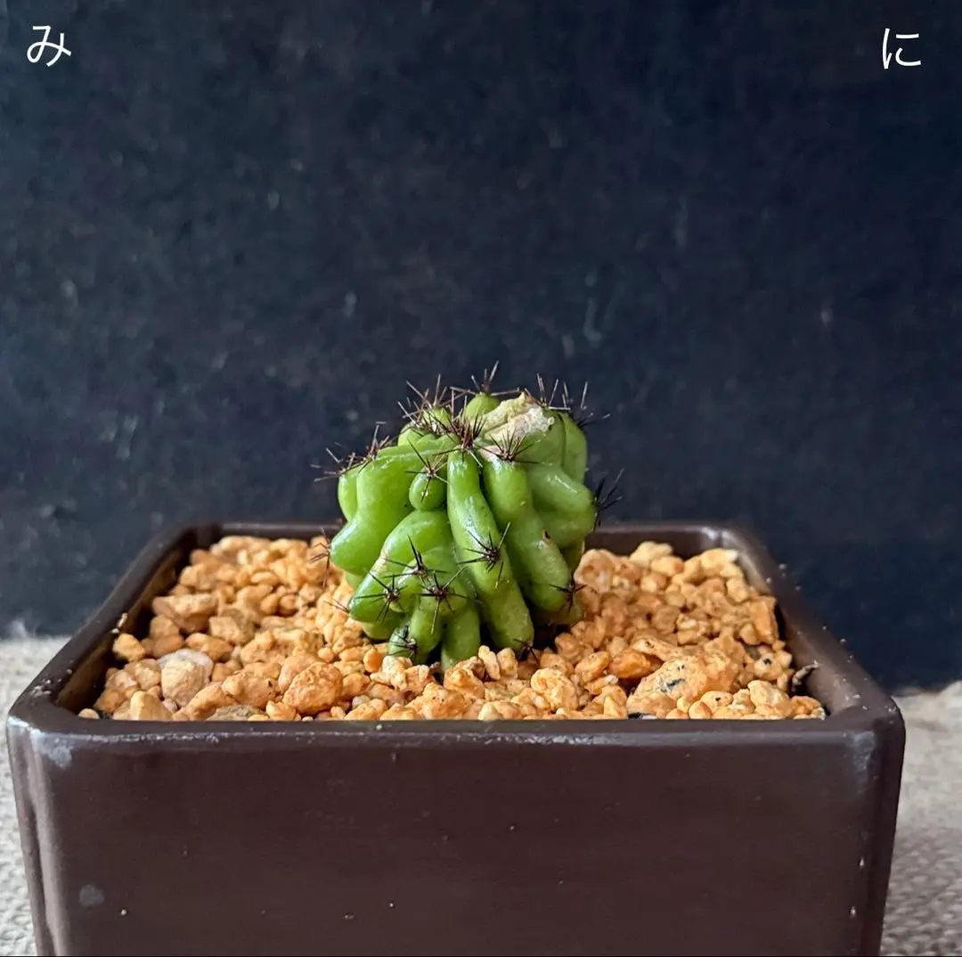 2026年最新】岩石獅子の人気アイテム - メルカリ