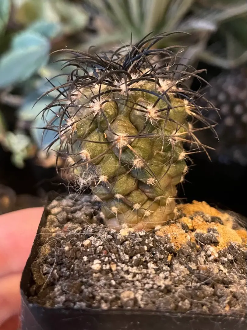 2026年最新】コピアポア グリセオビオラセアの人気アイテム - メルカリ