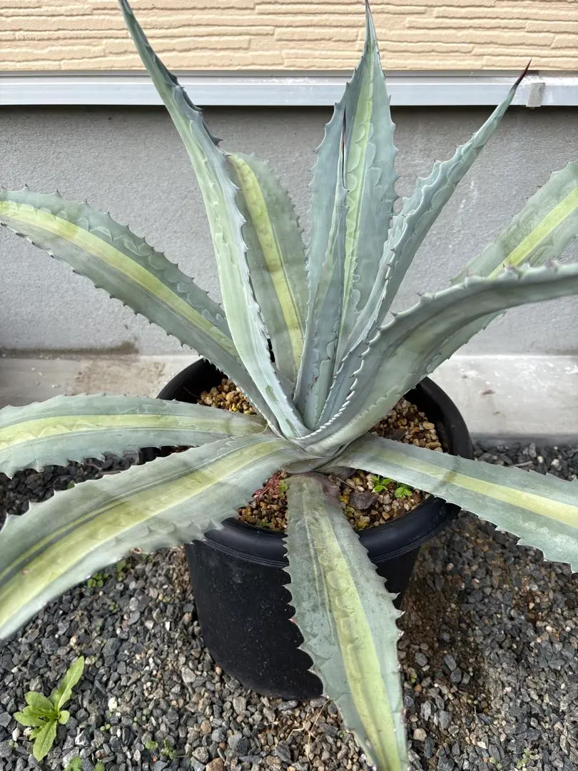 2026年最新】アガベ アメリカーナ・エクスパンサの人気アイテム - メルカリ
