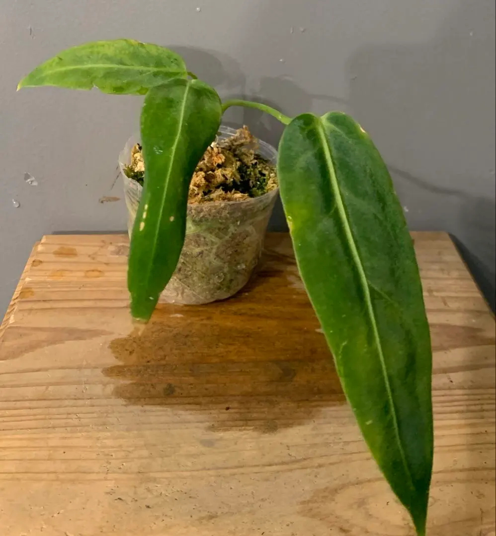 2026年最新】アンスリウムワロクアーナムの人気アイテム - メルカリ