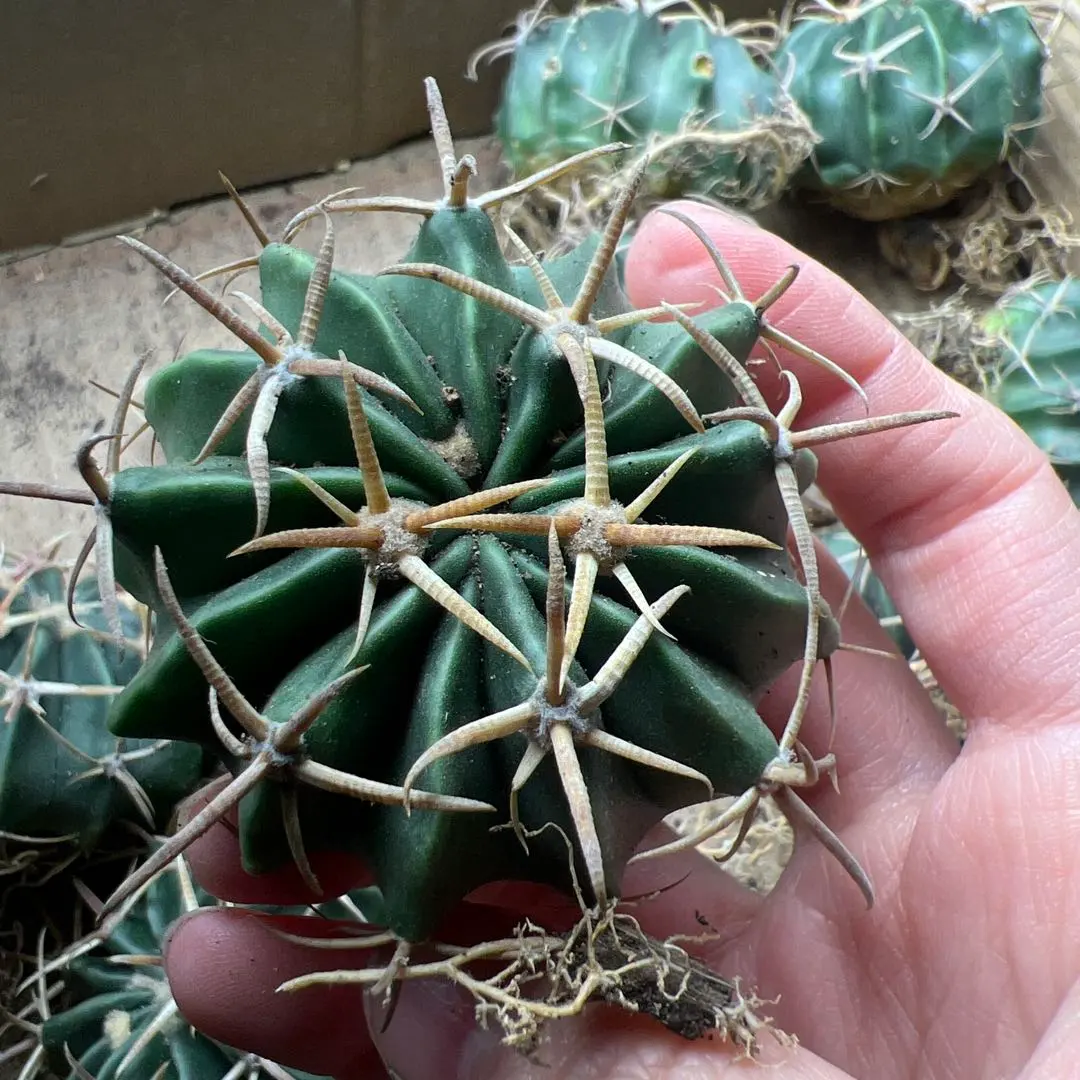 2026年最新】サボテン 綾波の人気アイテム - メルカリ