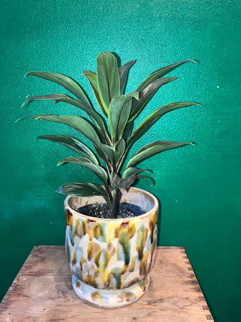 2026年最新】コルジリネ パープルの人気アイテム - メルカリ