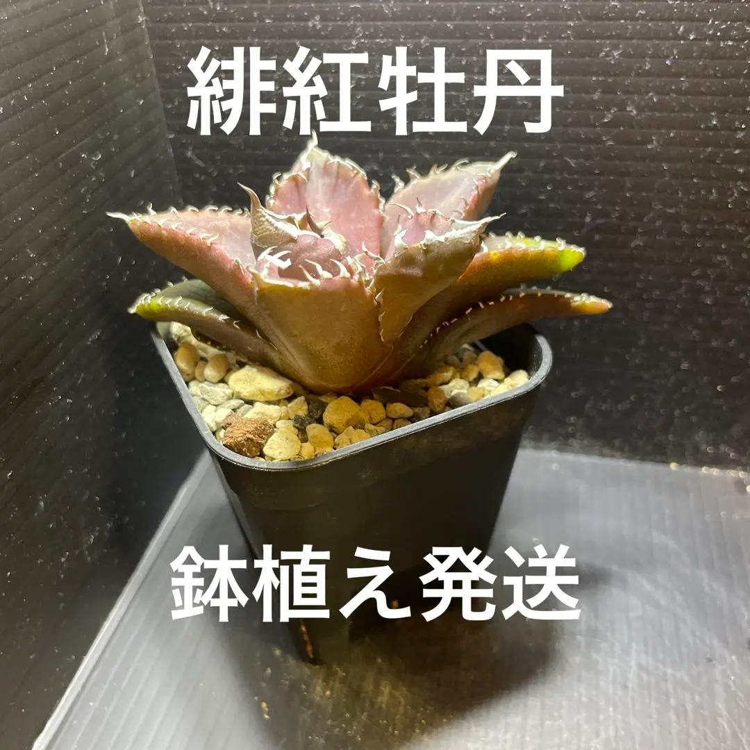 2026年最新】緋紅牡丹の人気アイテム - メルカリ