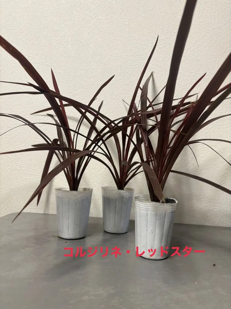 2026年最新】コルジリネ パープルの人気アイテム - メルカリ