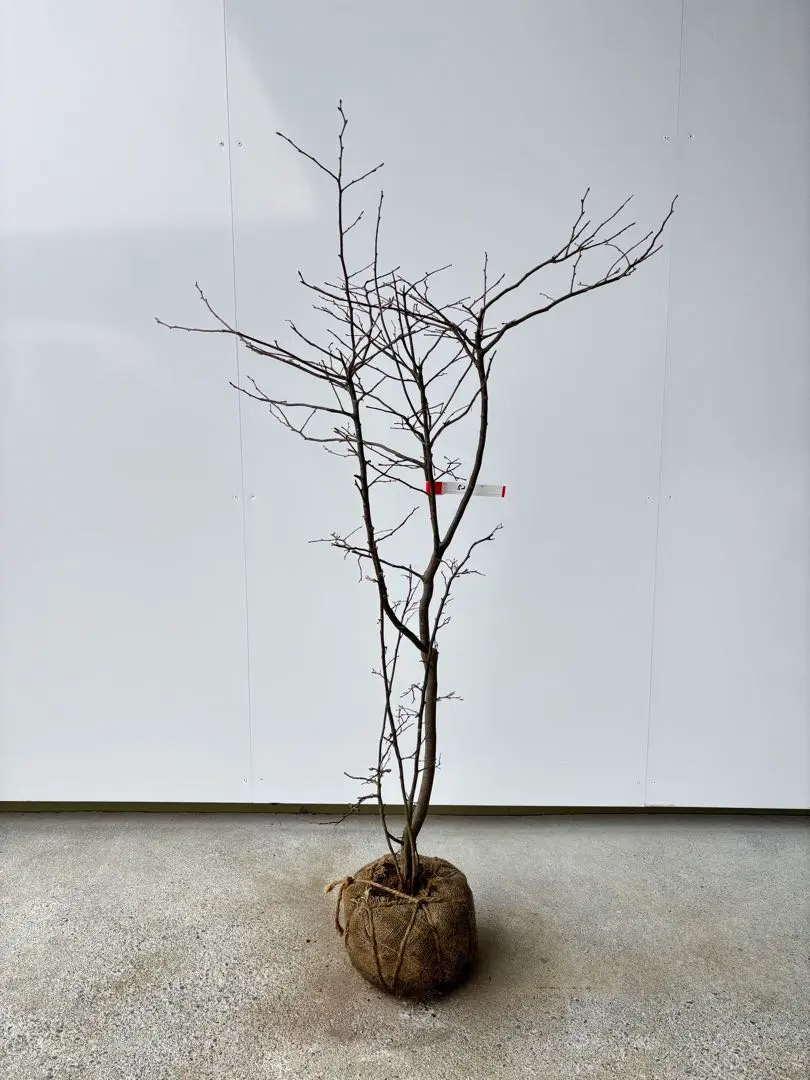 2026年最新】ナツハゼの人気アイテム - メルカリ