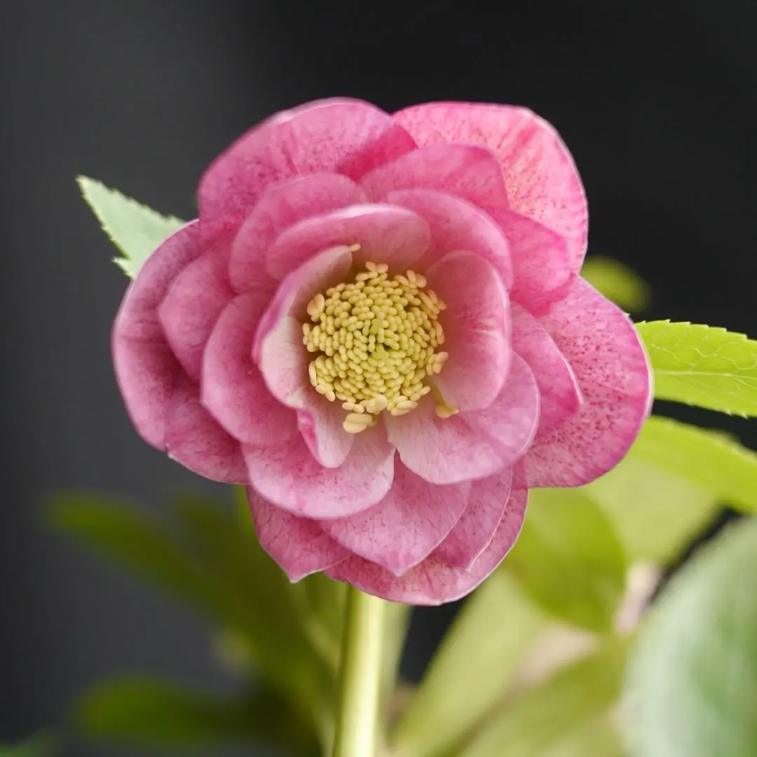 2026年最新】かぐや姫 クリスマスローズの人気アイテム - メルカリ