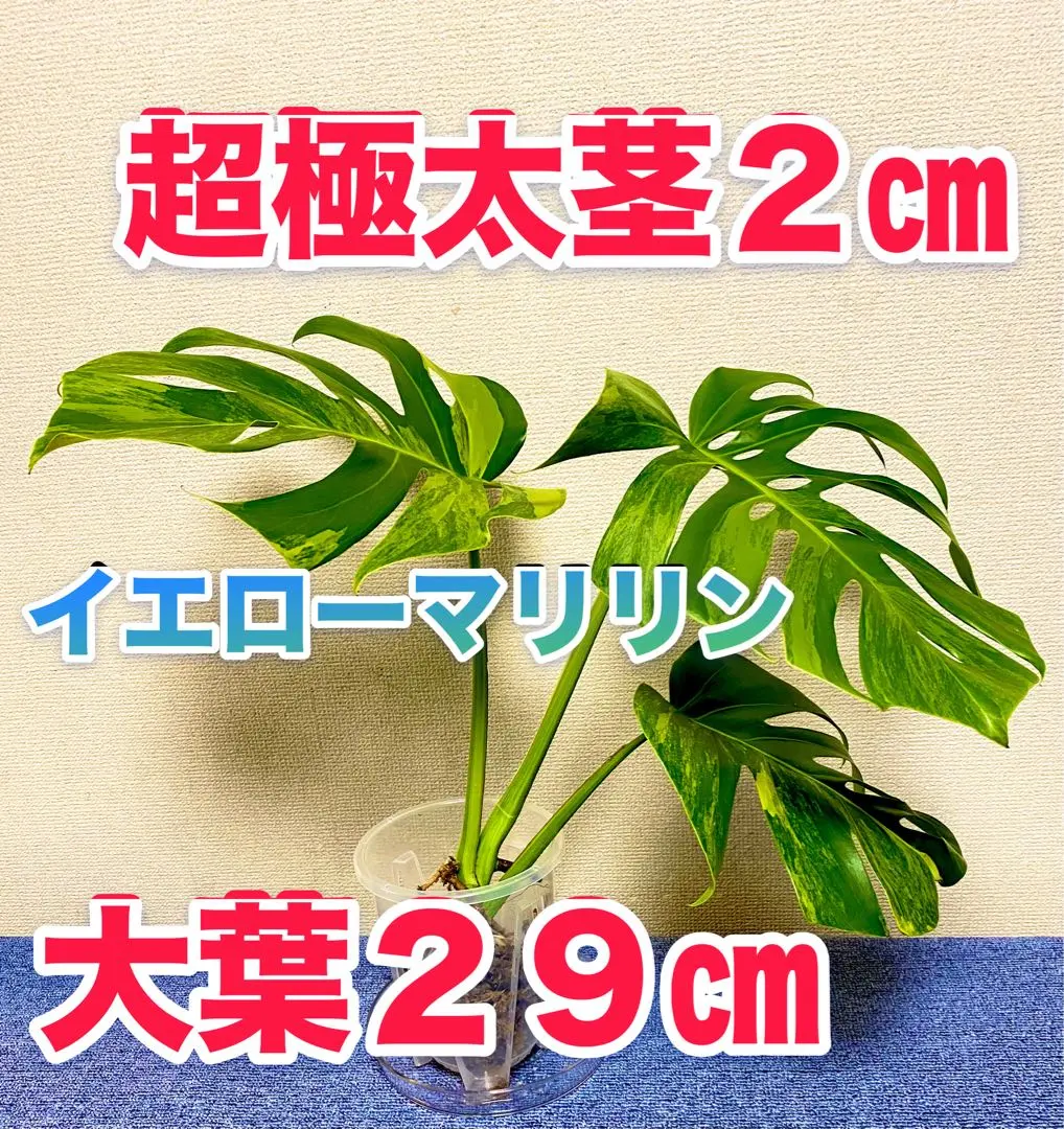 2026年最新】セブブルーミントの人気アイテム - メルカリ