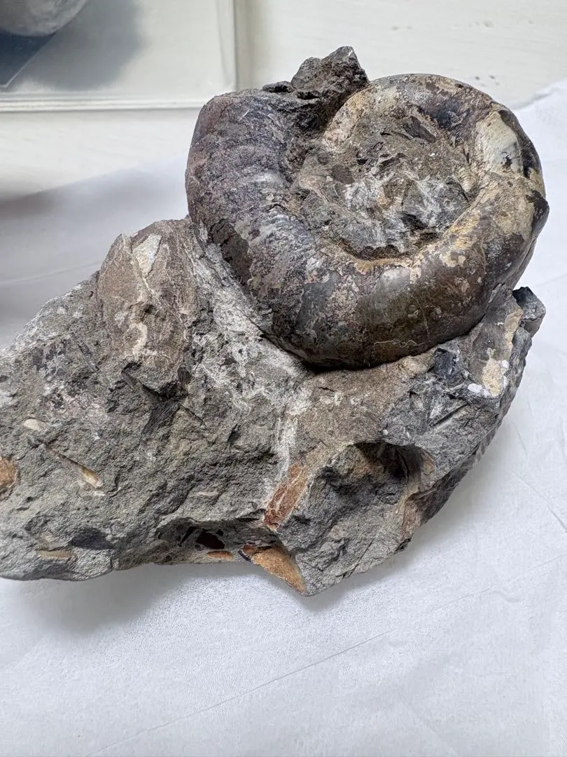 2026年最新】北海道産アンモナイトの人気アイテム - メルカリ