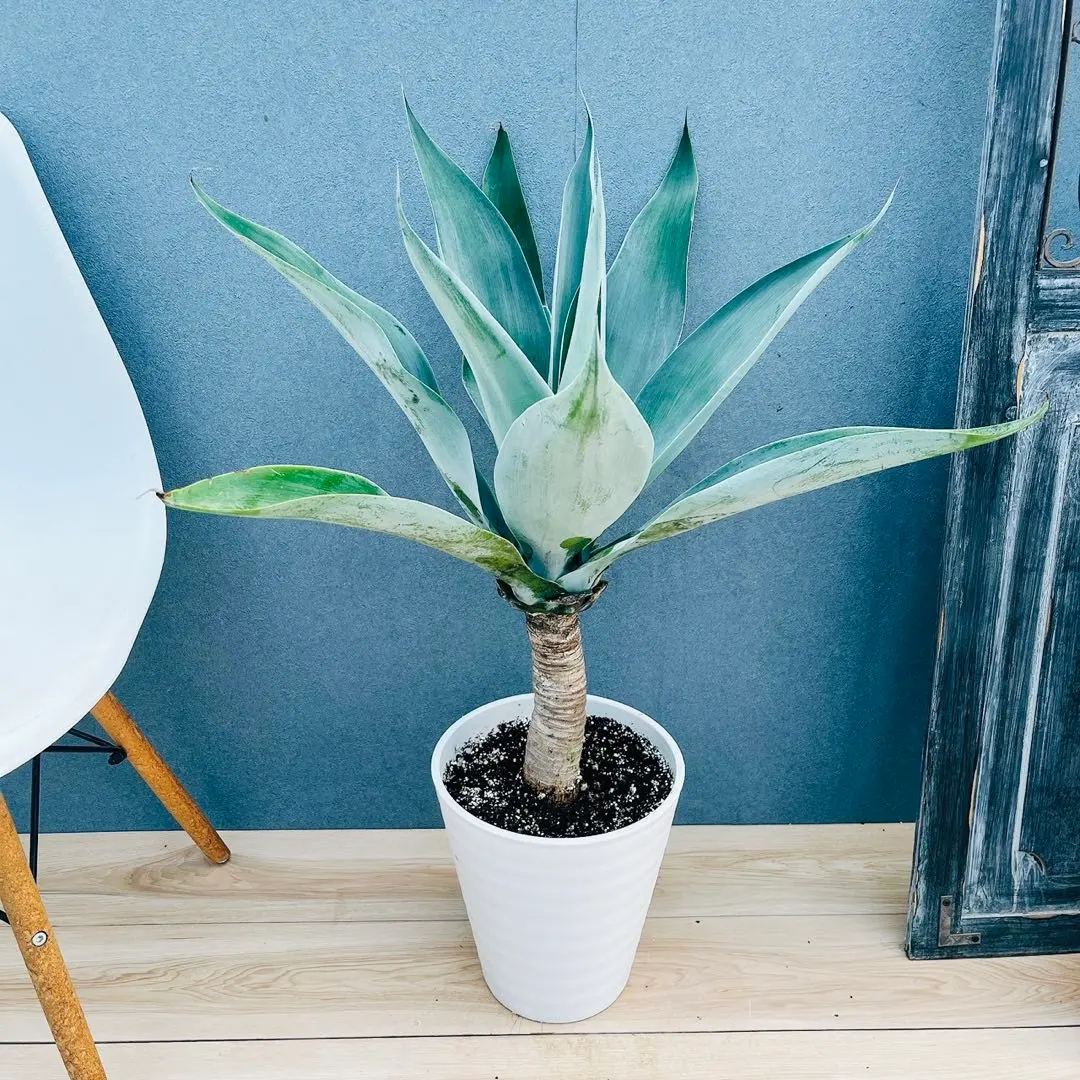2026年最新】アガベ アテナータ ボーチンブルーの人気アイテム - メルカリ