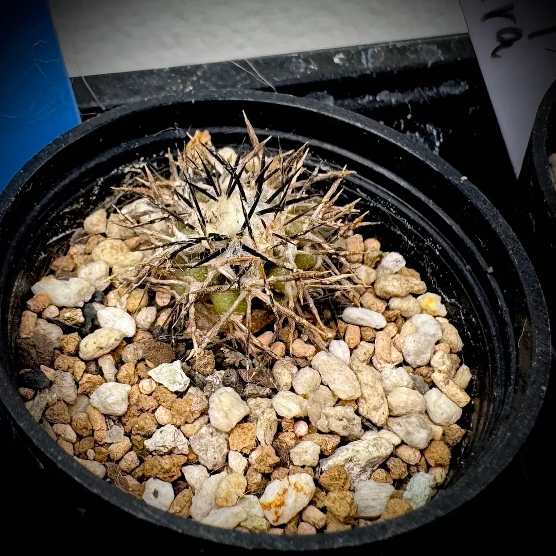 2026年最新】コピアポア 栗星玉の人気アイテム - メルカリ