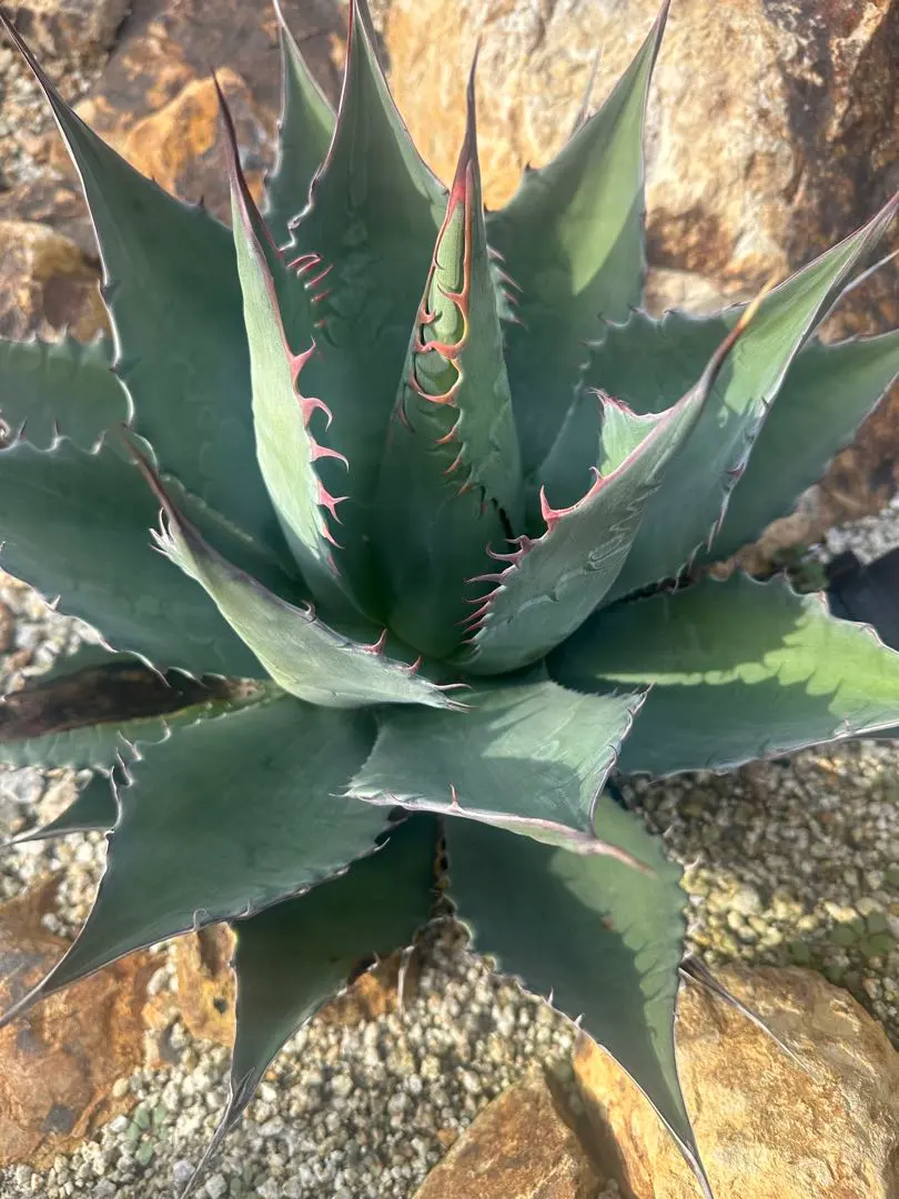 2026年最新】シャウィー アガベの人気アイテム - メルカリ