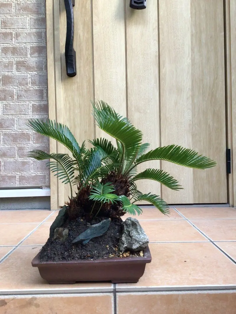 2026年最新】盆栽ソテツの人気アイテム - メルカリ