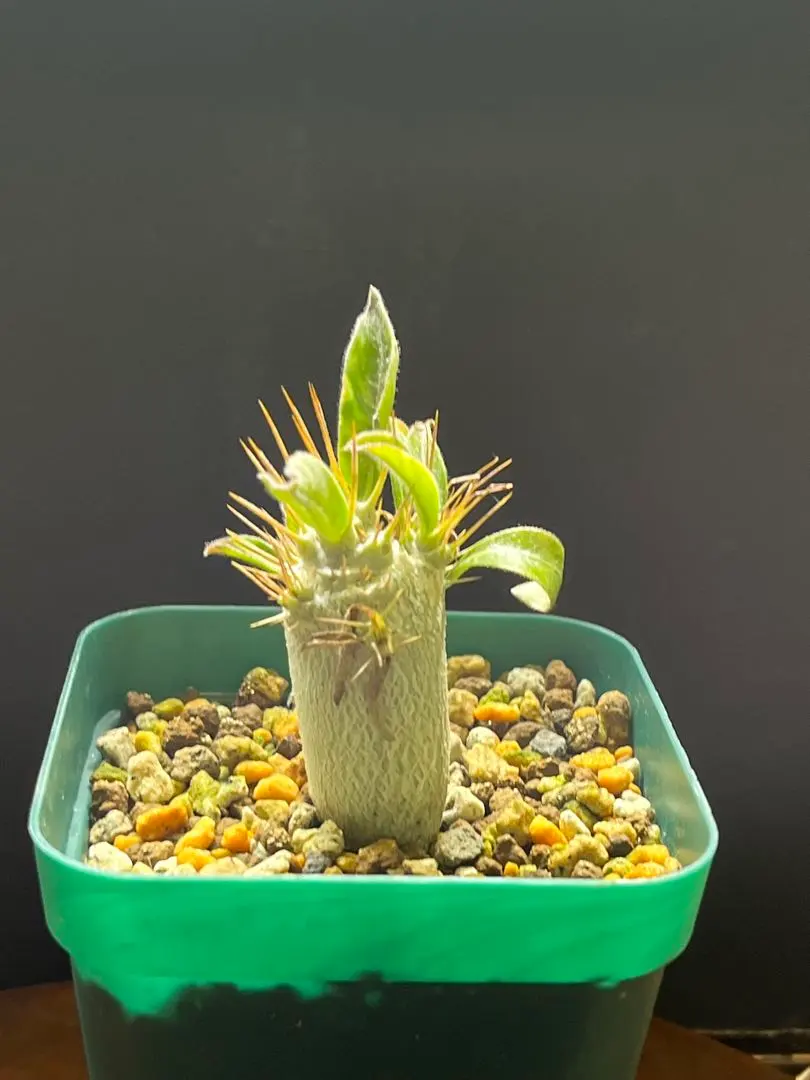 2026年最新】サンデルシー パキポディウムの人気アイテム - メルカリ