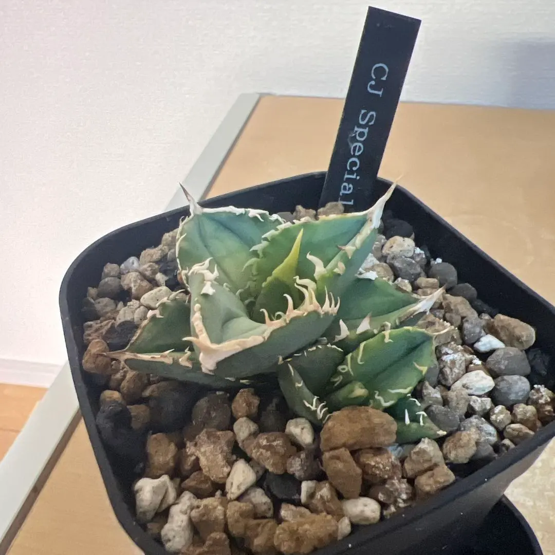 2026年最新】CJ special アガベの人気アイテム - メルカリ