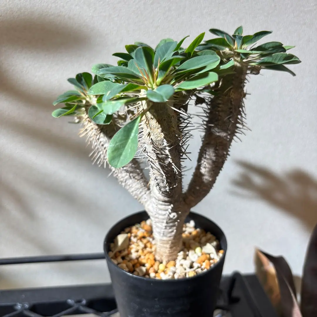 2026年最新】ギラウミニアナ 現地球の人気アイテム - メルカリ