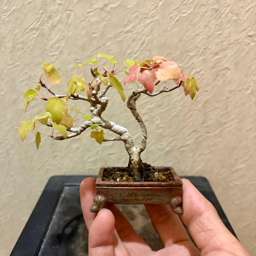 2026年最新】宮様楓の人気アイテム - メルカリ