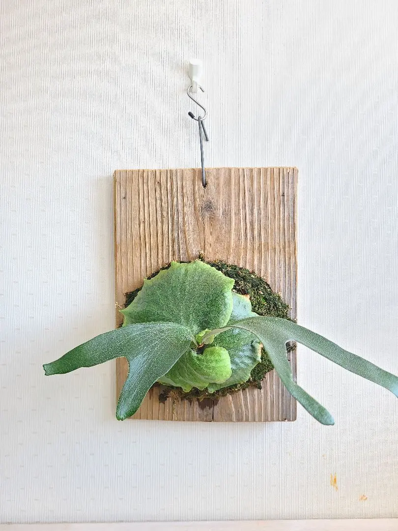 2026年最新】アルマダ ビカクシダの人気アイテム - メルカリ