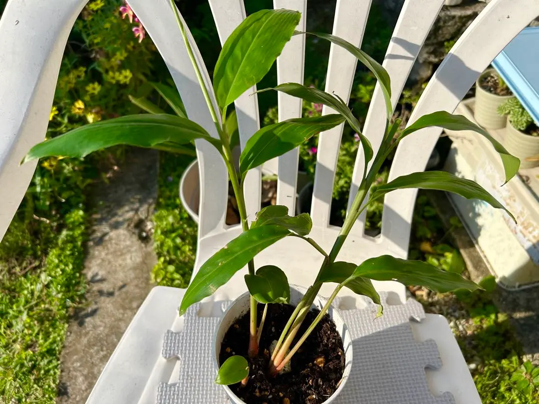 2026年最新】ガランガル苗の人気アイテム - メルカリ