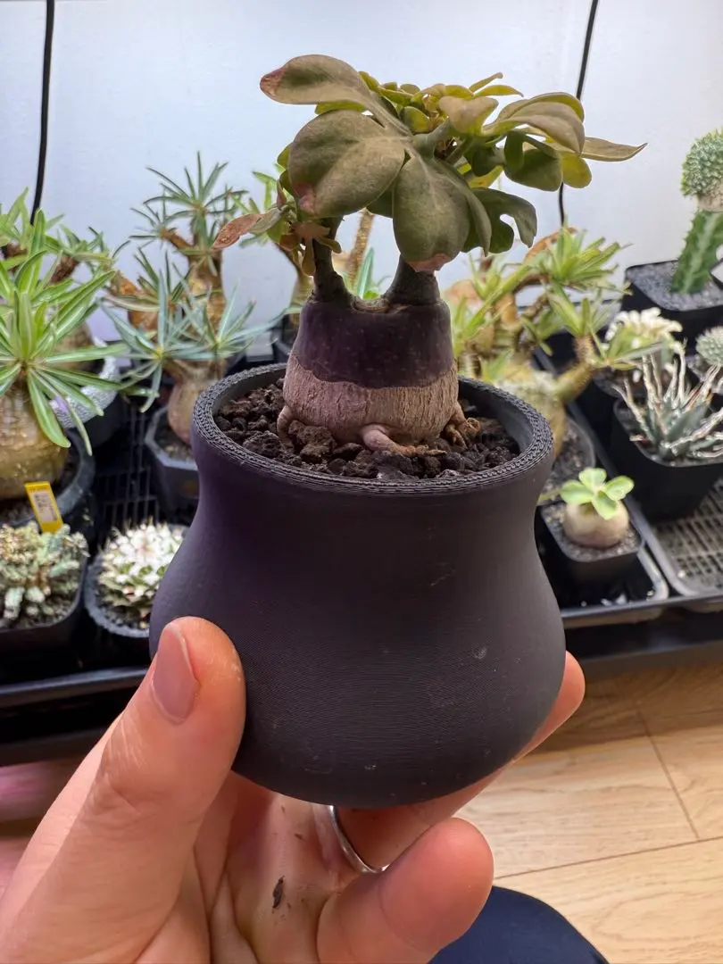 2026年最新】アデニア グラウカの人気アイテム - メルカリ