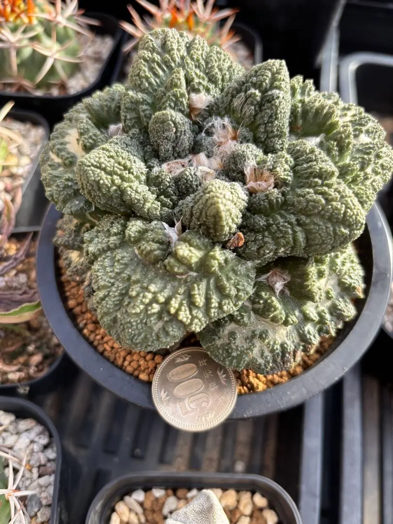 2026年最新】アリオカルプス ゴジラの人気アイテム - メルカリ