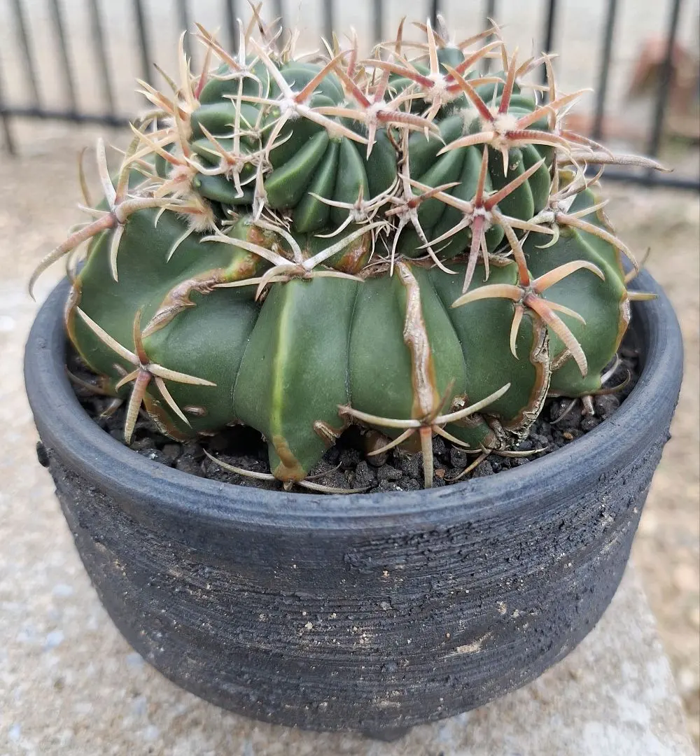 2026年最新】サボテン 綾波の人気アイテム - メルカリ