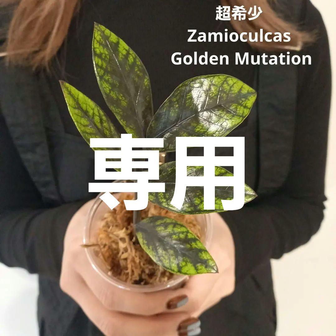 超絶希少 ザミオクルカス ゴールデンミューテーション - メルカリ