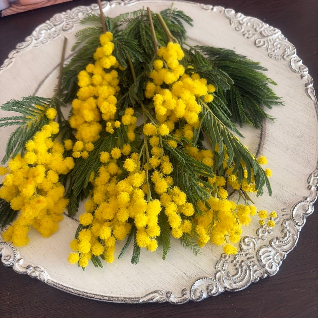 2 ミモザ生花切り売り販売 2026 小分け ミランドール20〜23センチ