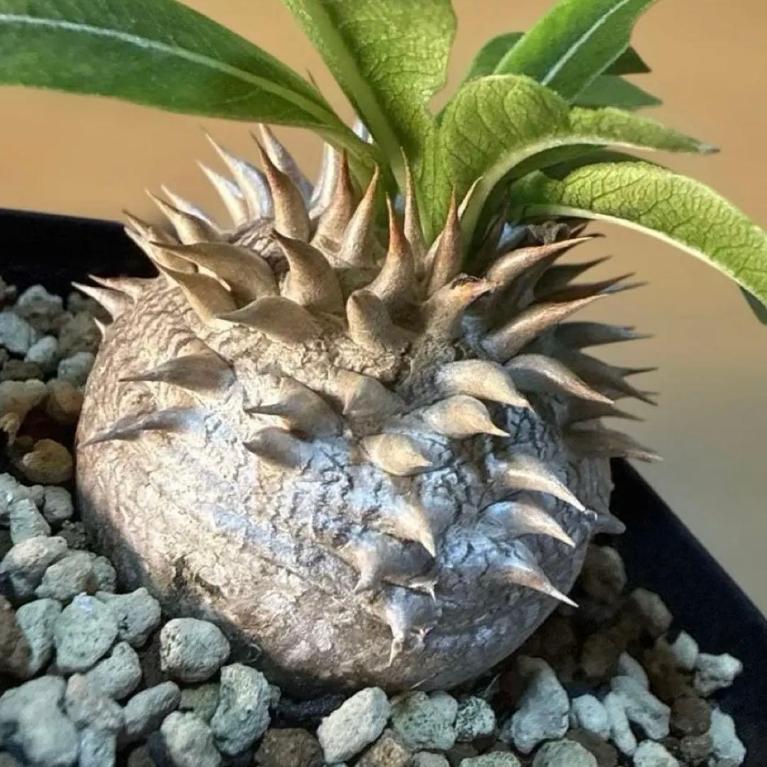 極上】デンシカウレ 恵比寿大黒 プレステラ75 活着株 速達 グラキリス