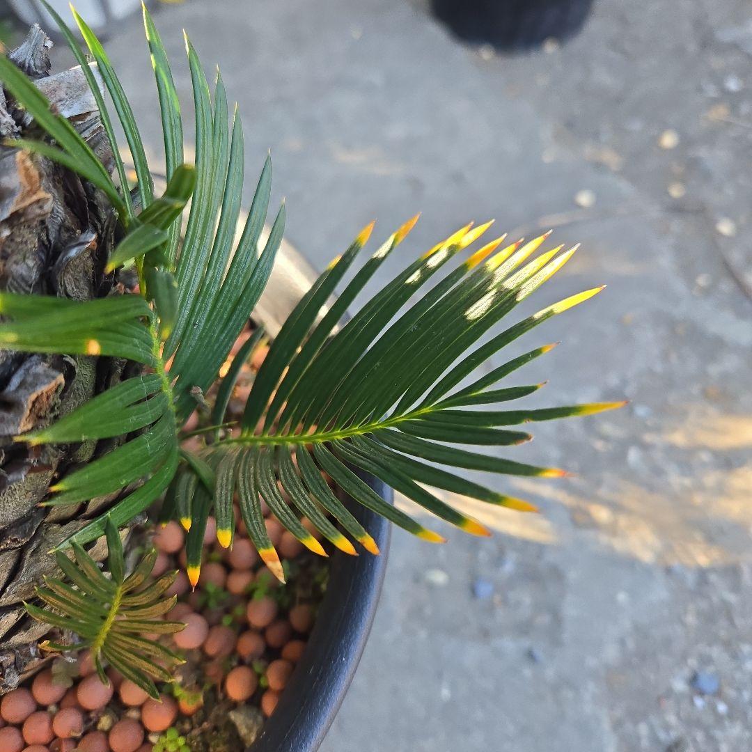 ⑰　金環ソテツ　７号　最高等級極上品‼️不定芽沢山　期間限定セール‼️