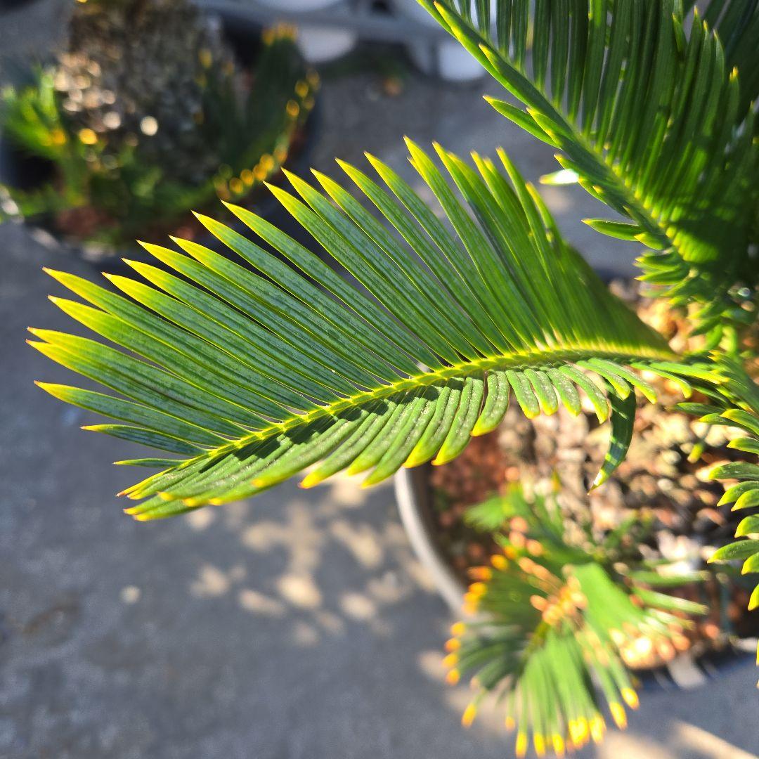 ⑰　金環ソテツ　７号　最高等級極上品‼️不定芽沢山　期間限定セール‼️