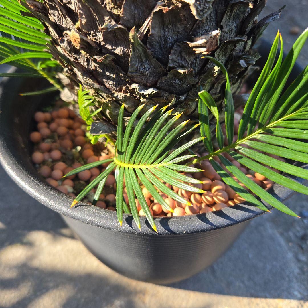 ⑰　金環ソテツ　７号　最高等級極上品‼️不定芽沢山　期間限定セール‼️