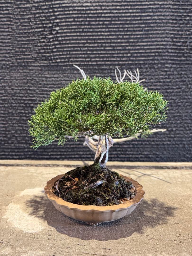 真柏 盆栽 高さ約26cm - メルカリ