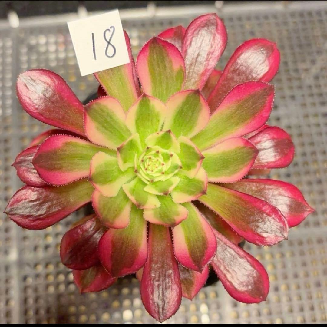 18 #多肉植物アエオニウム錦❤️ 天合❤️1大頭 10cm拨き苗 - メルカリ