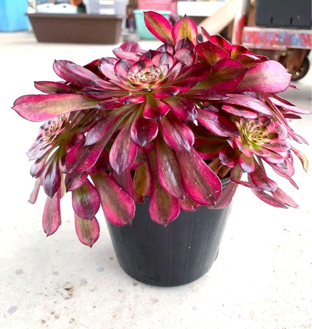 特大株❤️赤銅壺白錦⑨❤️9頭群生 アエオニウム 多肉植物 木立 レア