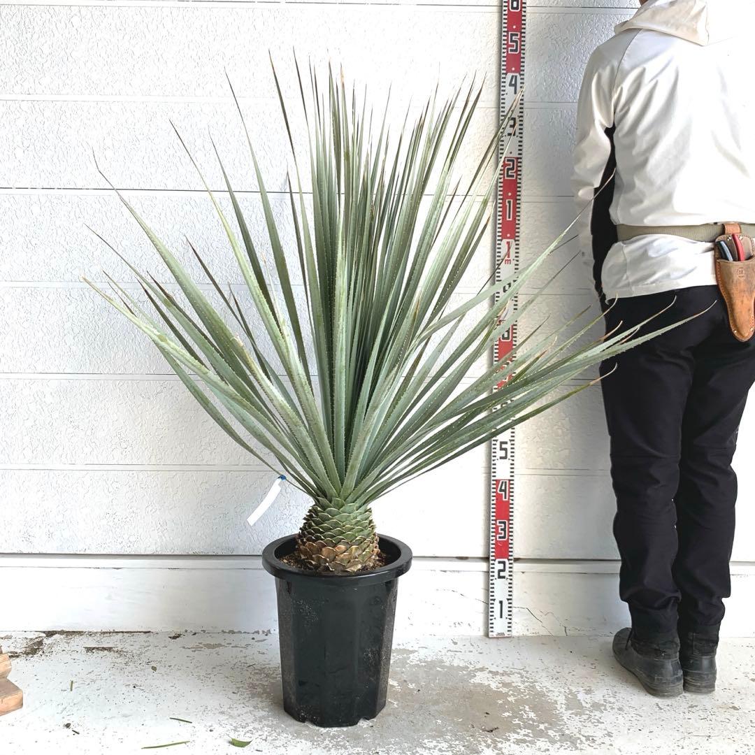 ダシリリオン グラウコフィラム 約120cm ドライガーデン テキサナム 84