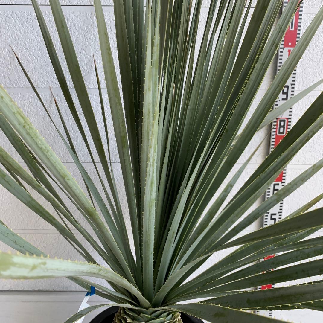 ダシリリオン グラウコフィラム 約120cm ドライガーデン テキサナム 84