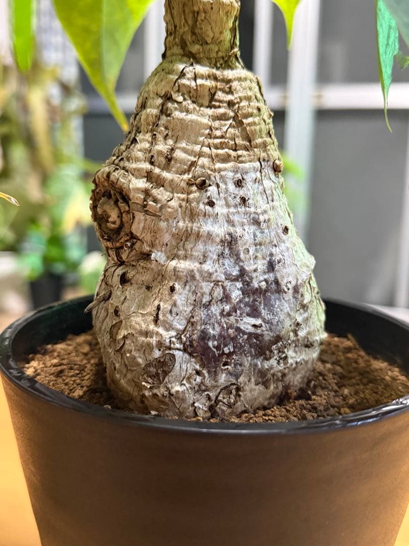 フィルミアナコロラータ 幹10cm 綺麗な樹形 15cmポット 鉢ごと発送