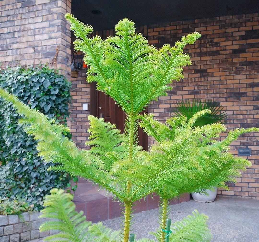 アロカリア シマナンヨウスギ苗木 シマ南洋杉 南洋杉 大型170❗苗木