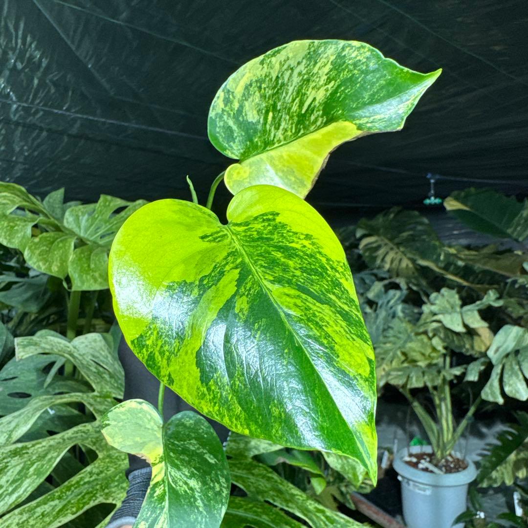 6 モンステラ デリシオーサ イエローマリリン 黄斑入り - メルカリ