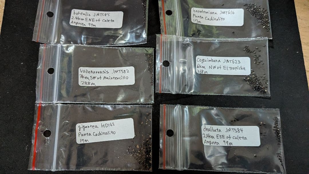 コピアポア 原種6種類セット 各10粒ずつ - メルカリ