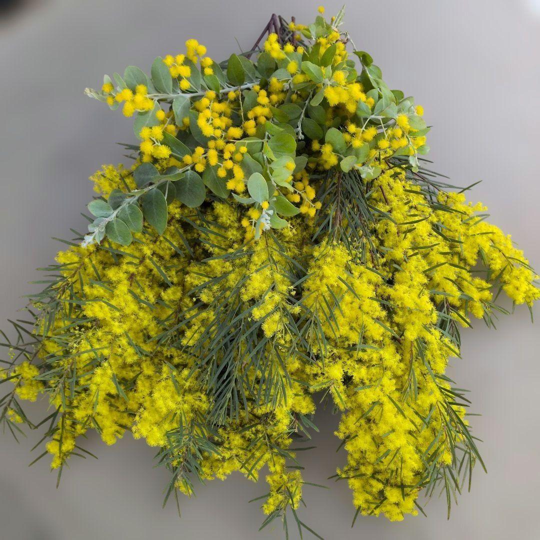 ミモザ スノーウィーリバー パールアカシア ドライ フレッシュ 80