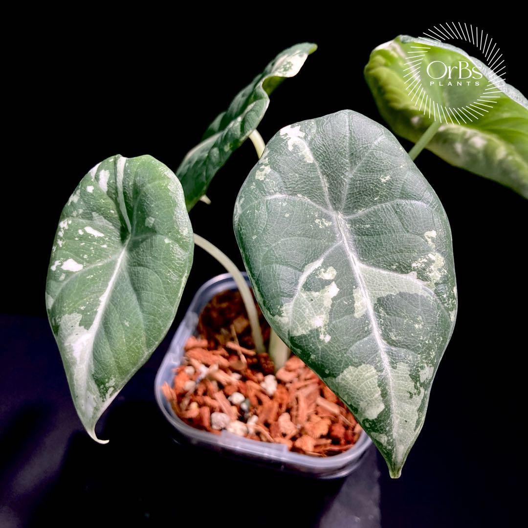 特価出品】アロカシア マハラニ アルボ斑入り ヴァリエガータ ※鉢の