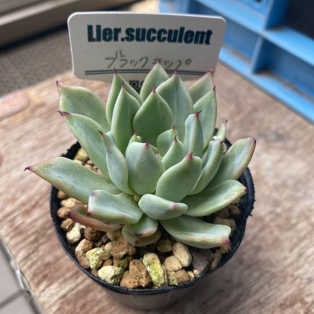 売却済み　　多肉植物 リエール苗　ブラックチップ 多肉植物 リエール苗 ブラックチップ 札なし - メルカリ